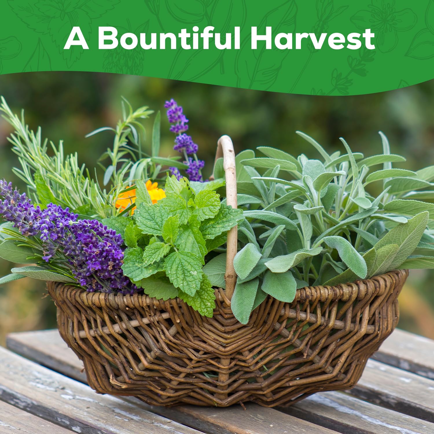 PLANTMEW 10 Herb Seeds Variety Pack - 7,000+ Heirloom Non-GMO
